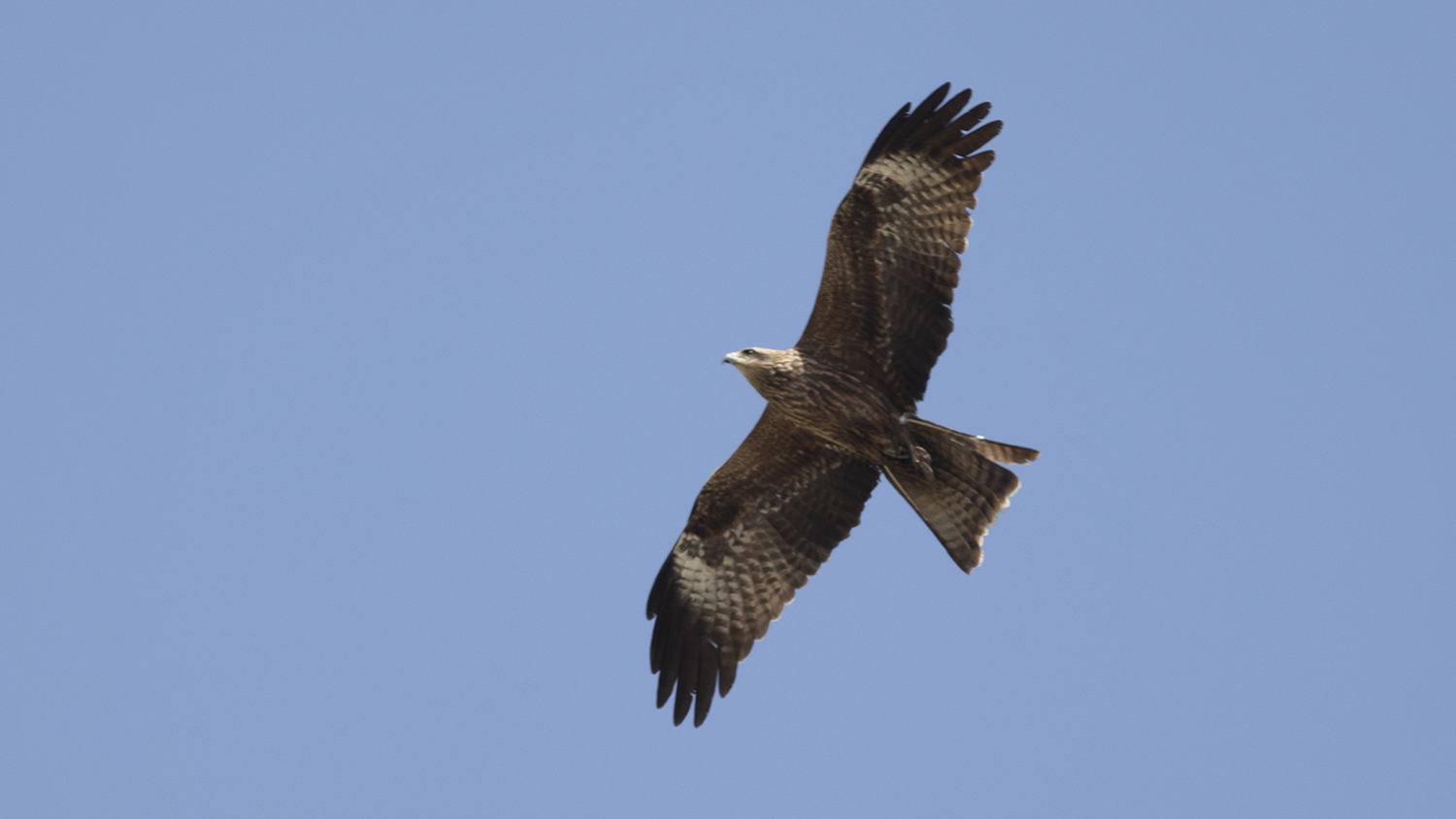 Long-legged Buzzard
